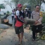 Gercep Polisi Ngawi, Singkirkan Pohon Tumbang, Arus Lalin Kembali Normal
