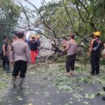 Respon Cepat Polri Evakuasi Pohon Tumbang di Jalan Raya Karangrejo-Barat
