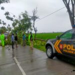 Gercep Polisi Ngawi Evakuasi 3 Pohon Tumbang di Padas