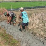 Babinsa Karangjati Bantu Petani di Wilayah, Untuk Meningkatkan kesejahteraan masyarakat Binaannya.