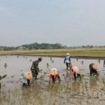 Dorong Pertanian Modern, Babinsa Koramil 06/Kwadungan Aktif Dampingi Petani Padi di Wilayah.