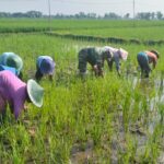 Dorong Produktifitas Hasil Panen, Babinsa Kwadungan Aktif Pendampingan Pertanian di Wilayahnya