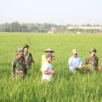 Babinsa Turun Ke Sawah Bantu Petani Bersihkan Gulma