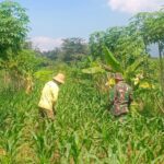 Tingkatkan Ketahanan Pangan, Babinsa Koramil Mantingan Bantu Petani Rawat Tanaman Jagung