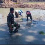 Peculi Pertanian di Wilayah, Babinsa Koramil Karanganyar Bantu Petani Tanam Padi