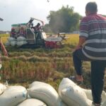 Babinsa Koramil Geneng Dampingi Petani Panen Padi