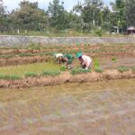 Babinsa Ngrambe Dukung Ketahanan Pangan, Dengan Terjun Langsung Tanam Padi Bersama Petani.