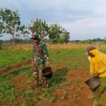 Tingkatkan Hasil Pertanian, Babinsa Koramil 0805/12 Mantingan Bantu Pemupukan Petani Jagung