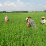 Dukung Ketahanan Pangan, Babinsa Koramil Karanganyar Terjun Langsung Berbaur Dengan Petani di Sawah.