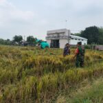 Dukung Swasembada Pangan, Babinsa Koramil 0805/11 Widodaren Aktif Dampingi Dan Semangati Petani Padi