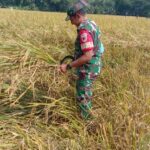 Dukung Ketahanan Pangan, Babinsa Koramil Kwadungan Bantu Petani Panen Padi