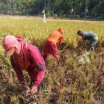 Jaga Ketahanan Pangan, Babinsa Koramil 0805/14 Bringin Membantu Panen Padi 