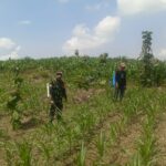 Babinsa Koramil Bringin Bantu Petani Semprot Hama Tanaman Jagung 