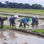 Dukung Swasembada Pangan, Serda Yudo Dorong Pertanian Mandiri di Wilayahnya