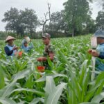 Galakkan Tanaman Jagung, Babinsa Serka Suryadi Dorong Masyarakat Tanam Jagung Dilahan Tidur.