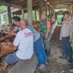 Cegah Penyebaran Virus, Babinsa Koramil 0805/12 Mantingan bersama PPL peternakan melakukan vaksin PMK 