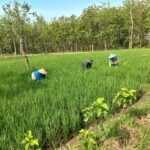 Babinsa Koramil Widodaren Dampingi Petani Penyiangan Rumput Pada Tanaman Padi