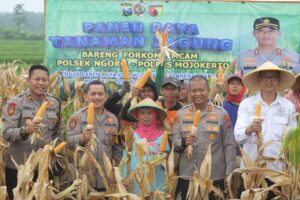 Usai Curhat ke Kapolres Mojokerto Petani Jagung Lega Hasil Panen Diserap Bulog Sesuai HPP