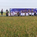 Panen Raya di Desa Pangkur, Ngawi: Langkah Strategis Menuju Swasembada Pangan Nasional