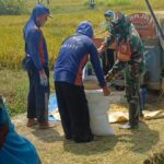 Percepat Penyerapan Gabah Petani Lokal, Babinsa Koramil 0805/13 Kedunggalar, Bantu Petani Panen Padi di Desa Pelang Lor