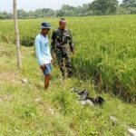 Dorong Sektor Pertanian Padi, Babinsa Posramil Pitu Dampingi Petani Tingkatkan Ketahanan Pangan Di Wilayah