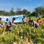 Wujudkan Program Ketahanan Pangan Polres Probolinggo Bersama Kelompok Tani Panen Jagung di Bantaran