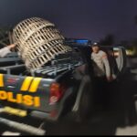 Polres Lamongan Bongkar Arena Judi Sabung Ayam di Dua Lokasi