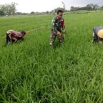 Jaga Stabilitas Ketahanan Pangan, Babinsa Kendal Bersama Petani Binaan Menyiangi Padi