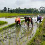 Dukung Ketahanan Pangan, Babinsa Bantu Petani Tanam Padi