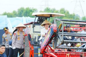 Kapolri-Ketua Komisi IV Pimpin Panen Raya Jagung Serentak, Wujud Nyata Dukung Ketahanan Pangan Nasional