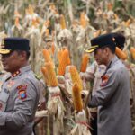 Kapolda Jatim dan Gubernur Panen Jagung di Green Farm Banyuwangi Penuhi Target Swasembada Pangan Kapolda Jatim dan Gubernur Panen Jagung di Green Farm Banyuwangi Penuhi Target Swasembada Pangan