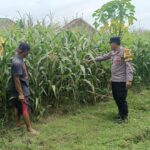 Polres Ngawi Gencarkan Ketahanan Pangan, Bhabinkamtibmas Jenggrik Optimalkan Lahan Jagung Warga