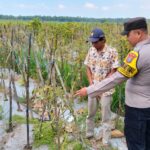 Polres Ngawi Dorong Pekarangan Produktif, Bhabinkamtibmas Kasreman Pantau Budidaya Kacang Panjang Polres Ngawi Dorong Pekarangan Produktif, Bhabinkamtibmas Kasreman Pantau Budidaya Kacang Panjang
